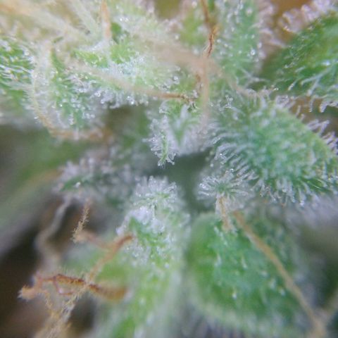 Arcana growlog photo: Harvested nug trichomes