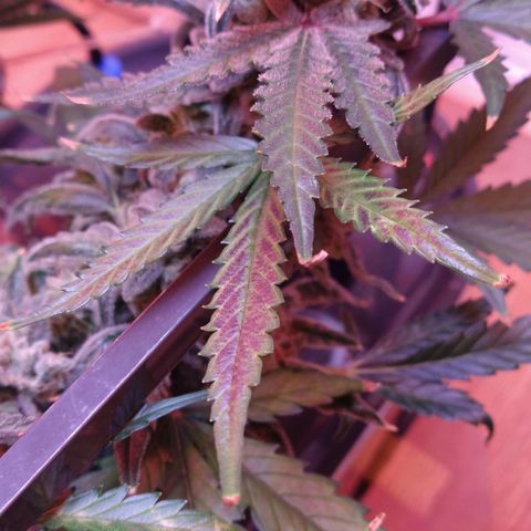 Arcana growlog photo: Purple leaves from cold?