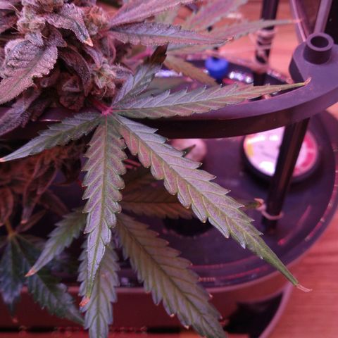 Arcana growlog photo: Purple leaves from cold?