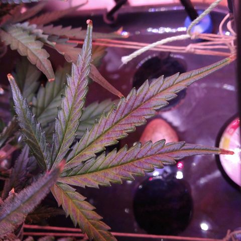 Arcana growlog photo: Purple leaves from cold?