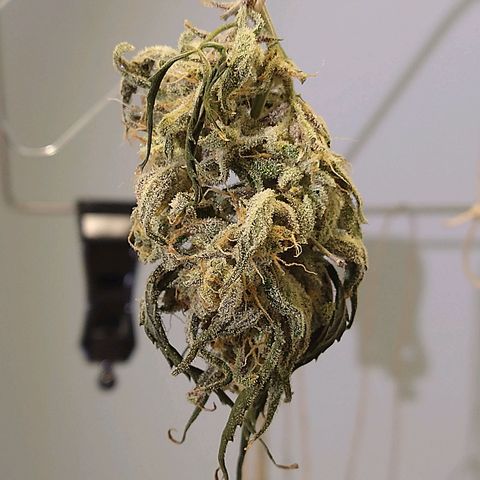 Arcana growlog photo: Batch 2
Pre Trim