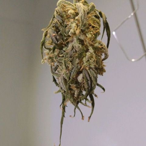 Arcana growlog photo: Batch 2
Pre Trim