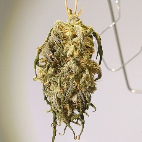 Arcana growlog photo: Test nug 02
Pre trim