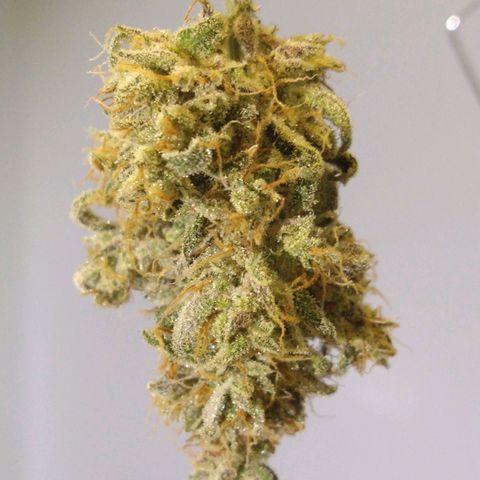 Arcana growlog photo: Test Nug 02
Post Trim