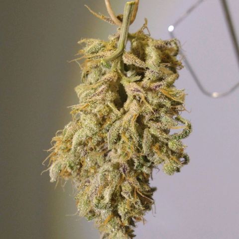 Arcana growlog photo: Test Nug 02
Post Trim