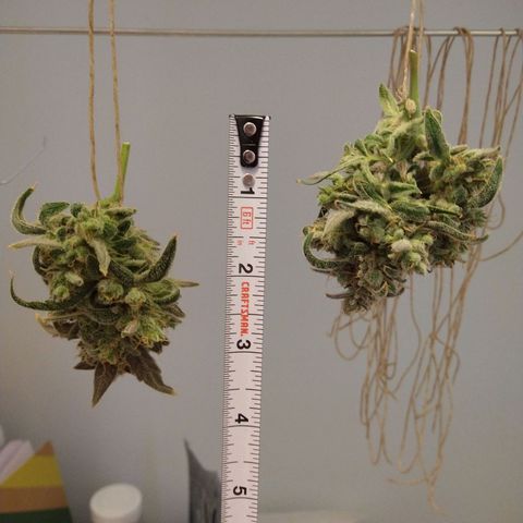 Arcana growlog timeline photo