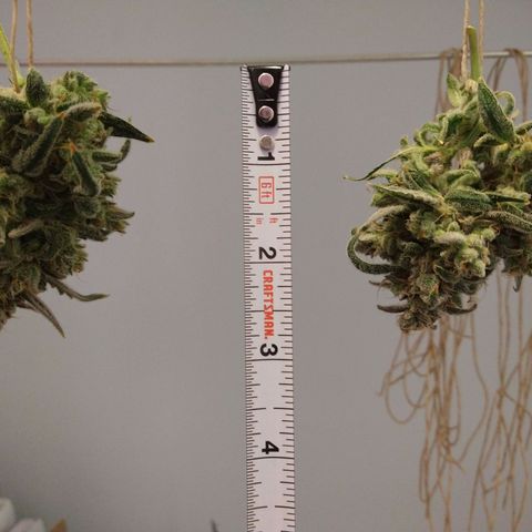 Arcana growlog timeline photo