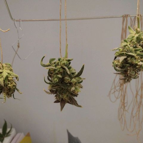 Arcana growlog photo: TN-04, TN-05, TN-06