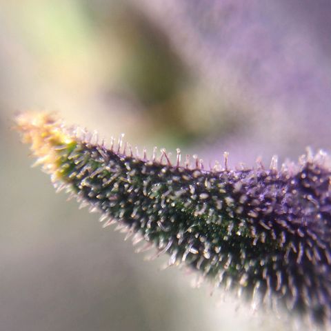 Arcana growlog timeline photo
