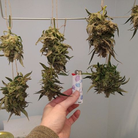 Arcana growlog photo: 1st big trim
Only removed large fan leaves on stems