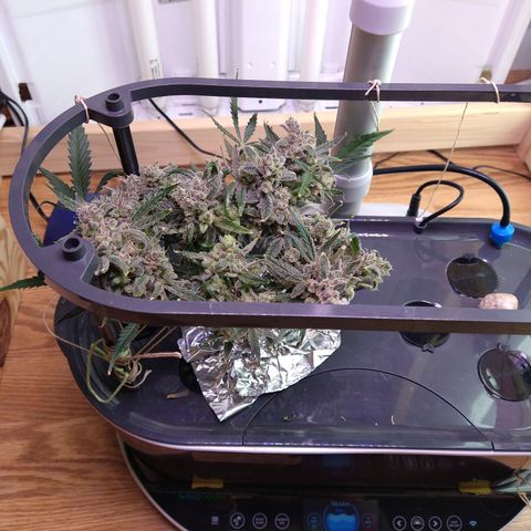 Arcana growlog photo: 1st big trim
Only removed large fan leaves on stems