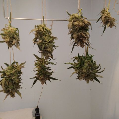 Arcana growlog photo: 1st big trim
Only removed large fan leaves on stems
