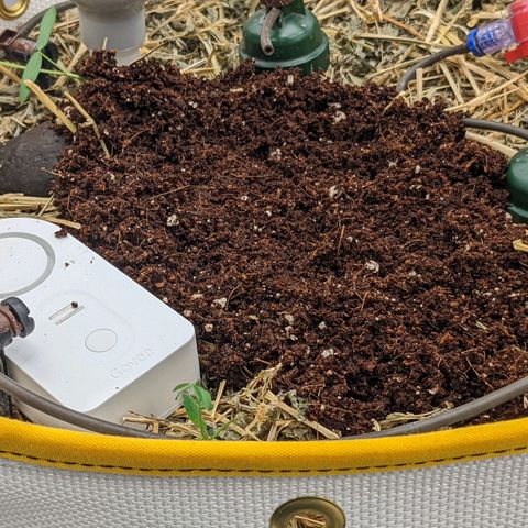 Girl Scout Cookies XTRM growlog timeline photo
