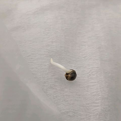 Girl Scout Cookies XTRM growlog timeline photo