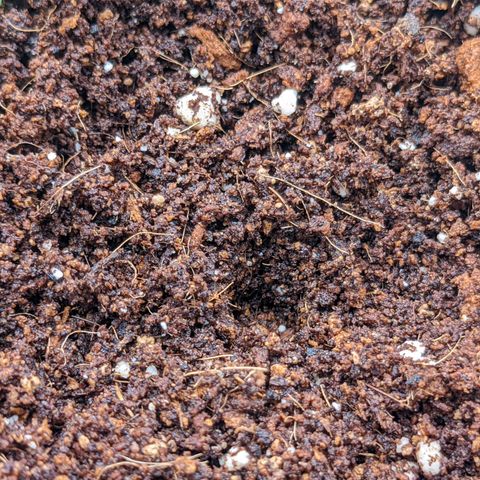 Girl Scout Cookies XTRM growlog timeline photo