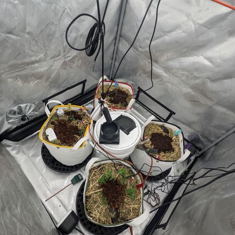 Girl Scout Cookies XTRM growlog timeline photo