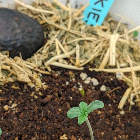 Girl Scout Cookies XTRM growlog timeline photo