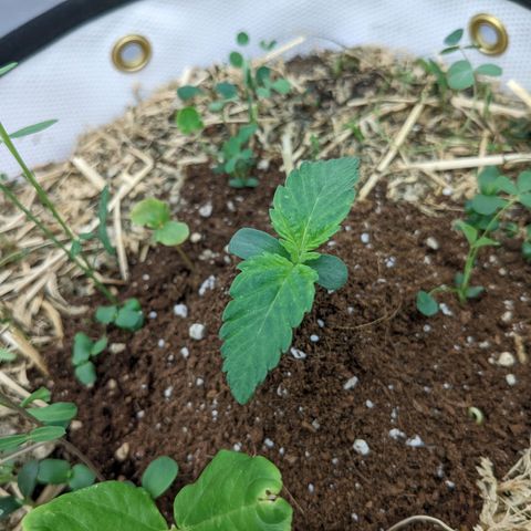 Girl Scout Cookies XTRM growlog timeline photo
