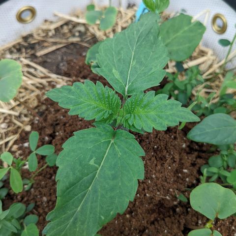 Girl Scout Cookies XTRM growlog timeline photo