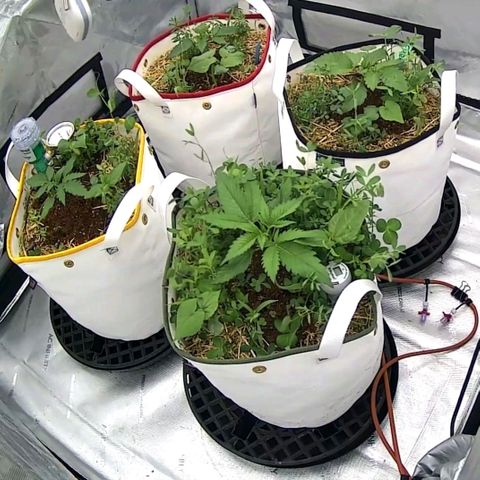 Girl Scout Cookies XTRM growlog timeline photo