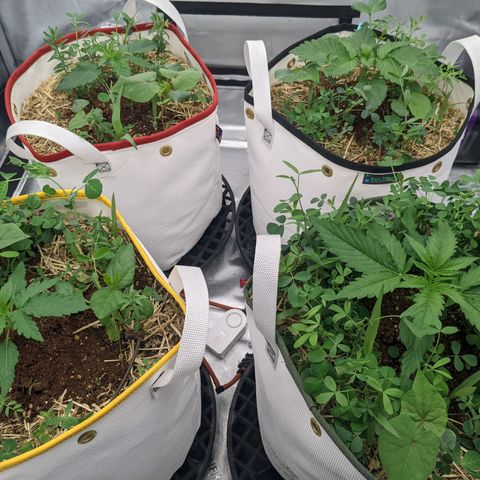 Girl Scout Cookies XTRM growlog timeline photo