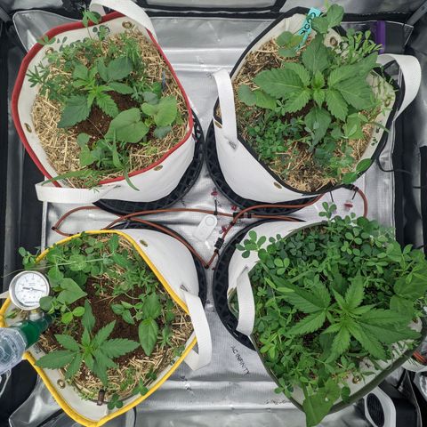Girl Scout Cookies XTRM growlog timeline photo