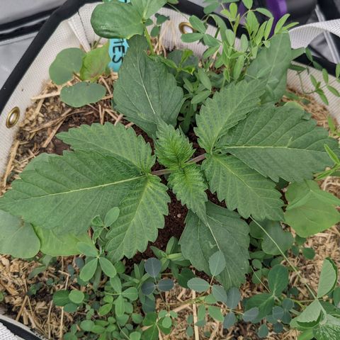 Girl Scout Cookies XTRM growlog timeline photo