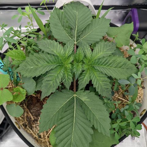 Girl Scout Cookies XTRM growlog timeline photo