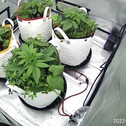 Girl Scout Cookies XTRM growlog timeline photo