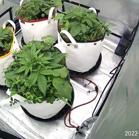Girl Scout Cookies XTRM growlog photo: 16hrs post watering 