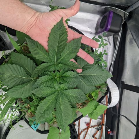 Girl Scout Cookies XTRM growlog timeline photo