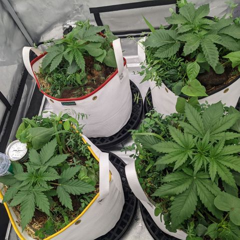 Girl Scout Cookies XTRM growlog timeline photo