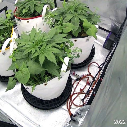 Girl Scout Cookies XTRM growlog photo: CW from bottom, zkittlez, amnesia lemon, Runtz, cookies