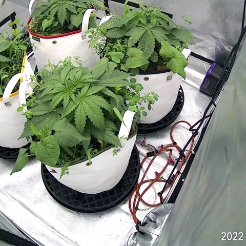 Girl Scout Cookies XTRM growlog photo: CW from bottom, zkittlez, amnesia lemon, Runtz, cookies