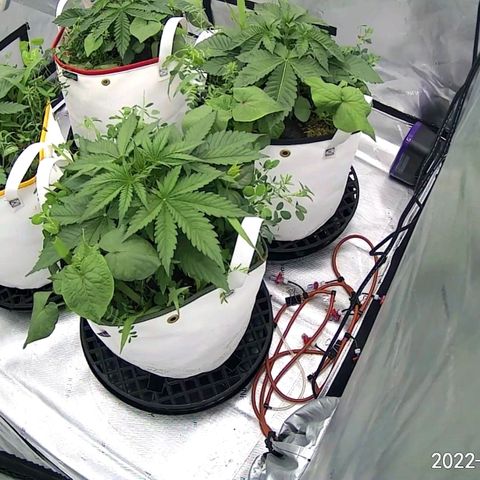 Girl Scout Cookies XTRM growlog timeline photo