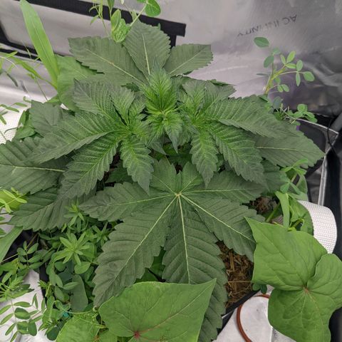 Girl Scout Cookies XTRM growlog timeline photo