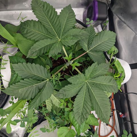 Girl Scout Cookies XTRM growlog timeline photo