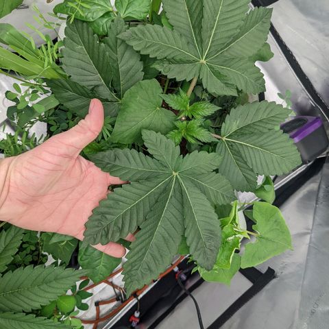 Girl Scout Cookies XTRM growlog timeline photo