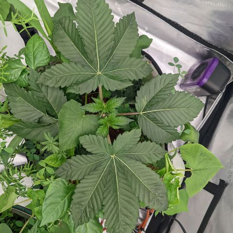 Girl Scout Cookies XTRM growlog timeline photo