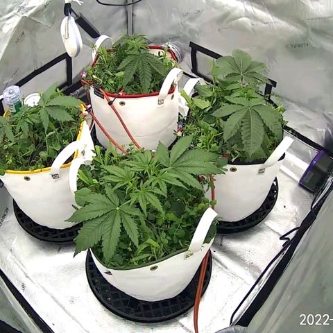 Girl Scout Cookies XTRM growlog timeline photo