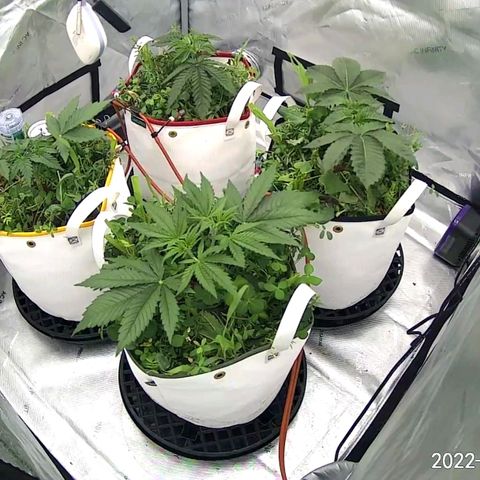 Girl Scout Cookies XTRM growlog timeline photo