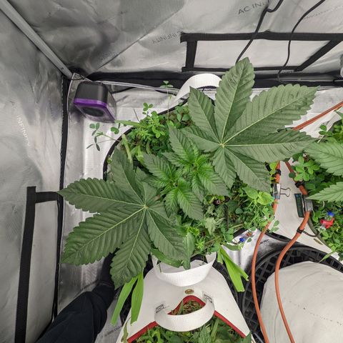 Girl Scout Cookies XTRM growlog timeline photo