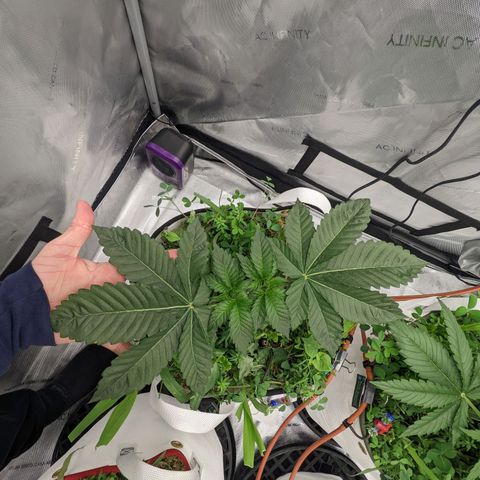 Girl Scout Cookies XTRM growlog timeline photo