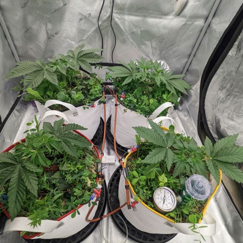 Girl Scout Cookies XTRM growlog timeline photo