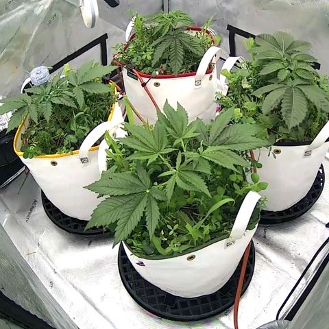 Girl Scout Cookies XTRM growlog timeline photo