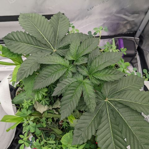 Girl Scout Cookies XTRM growlog timeline photo