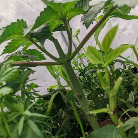 Girl Scout Cookies XTRM growlog timeline photo