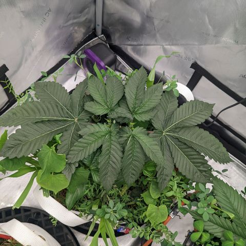 Girl Scout Cookies XTRM growlog timeline photo
