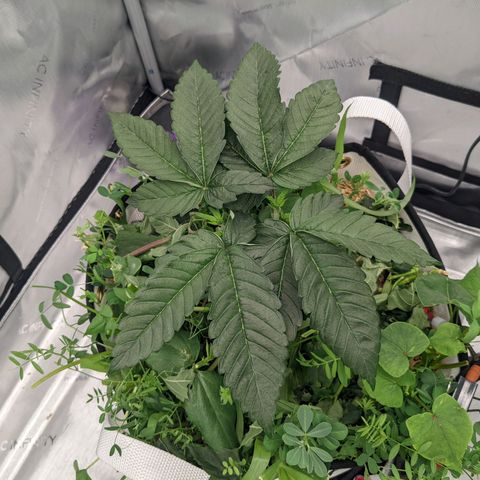 Girl Scout Cookies XTRM growlog timeline photo
