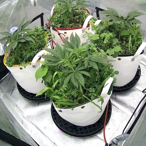 Girl Scout Cookies XTRM growlog timeline photo